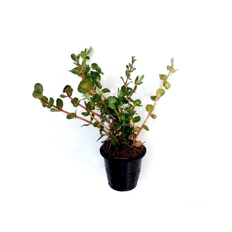 Planta acvariu Rotala rotundifolia Laos Dennerle - imagine 3